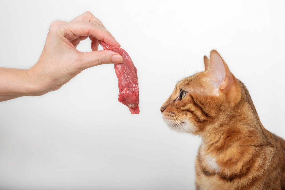 猫に絶対必要な栄養素「タウリン」主な働きや不足した場合の症状などを徹底解説