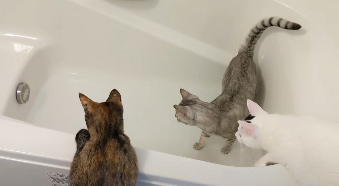 猫がお風呂に居座るので『お湯はり』をした結果…まさかの動きが大爆笑すぎた→「笑ったｗ」「何度も見た」と147万再生の大反響