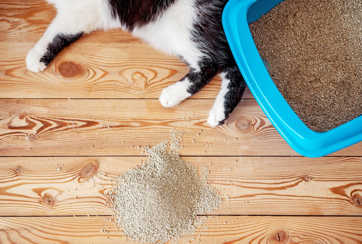 意外とめんどうな『猫砂の飛び散り』防止策5つ　掃除回数を減らすために取り入れたいアイデア