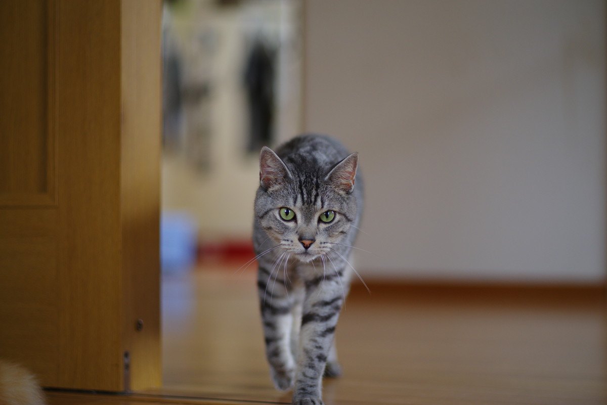 猫との暮らしで『ハラハラする』4つのシチュエーション！安全な生活環境を整えるためにすべきことは？