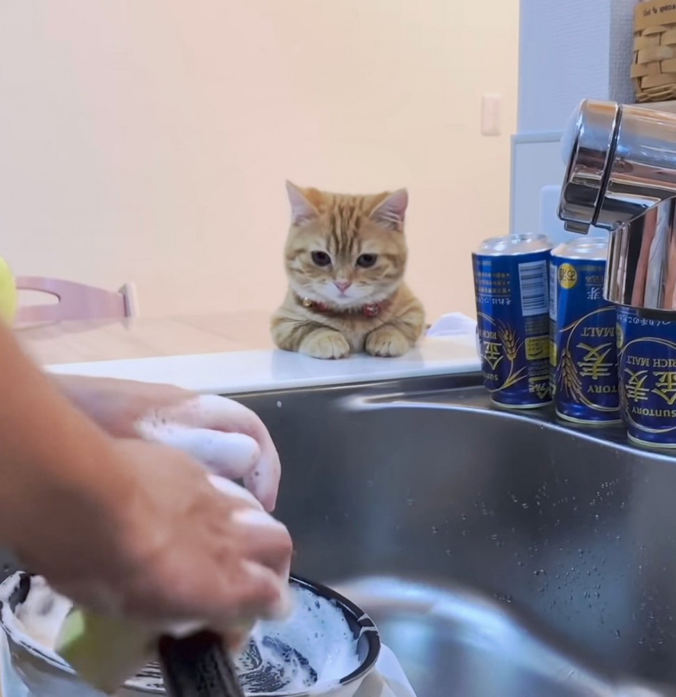 ちゃんと洗えてるかにゃ？飼い主さんの洗い物を隣で見守る猫に『こんな可愛い見物人がいるならもっと家事頑張れる』とうらやむ人が続出！