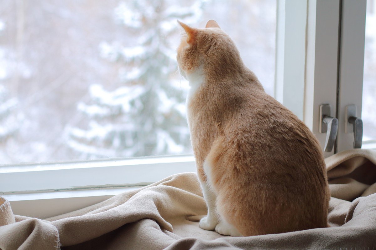 猫の『冬の留守番』で起こりやすいトラブル3つ