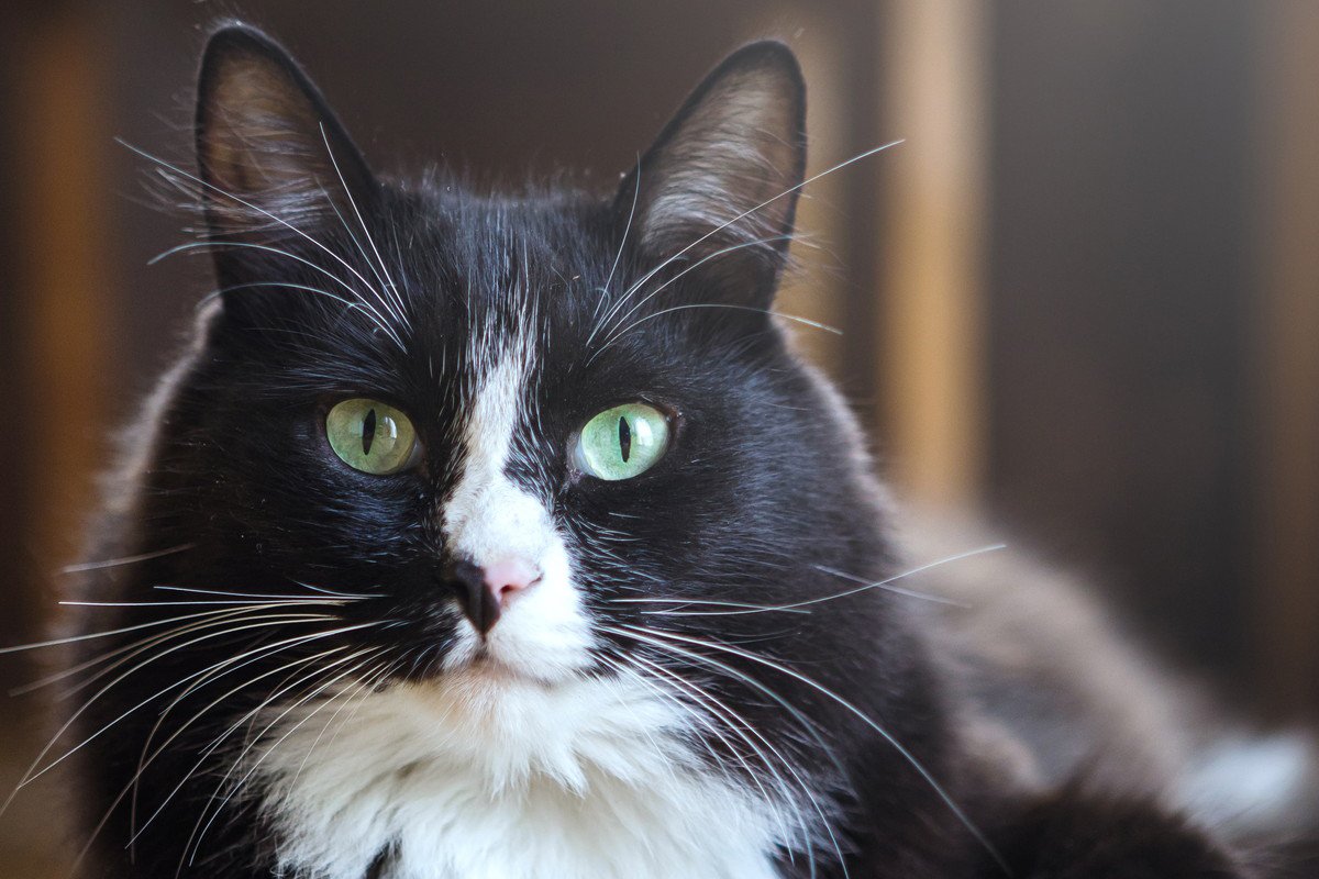 猫が『目のカタチ』を変えるのはなぜ？パターン別の意味3つ