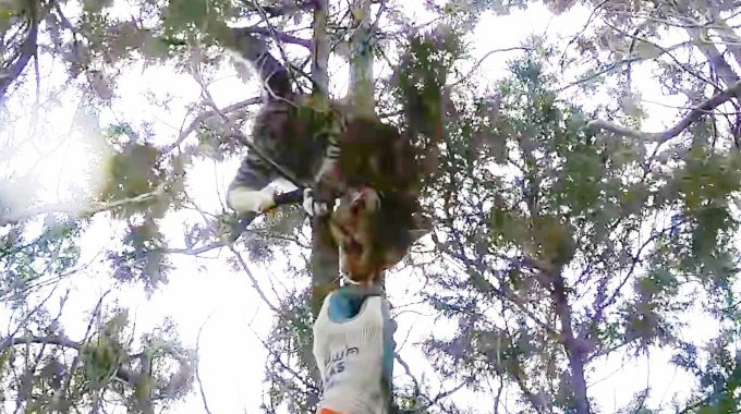 木の上から救出された猫…救助隊に贈った素敵な“お礼”とは？