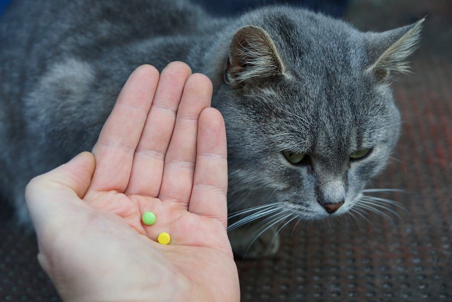 猫に上手に薬を飲んでもらうコツと種類別の方法