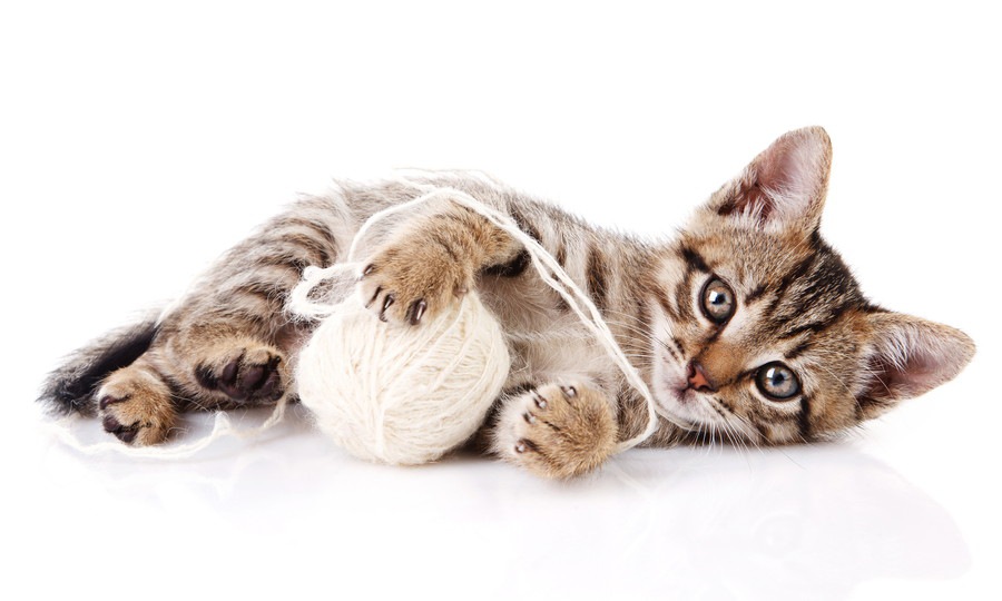 猫の毛玉ボールが可愛い！作り方とその遊び方