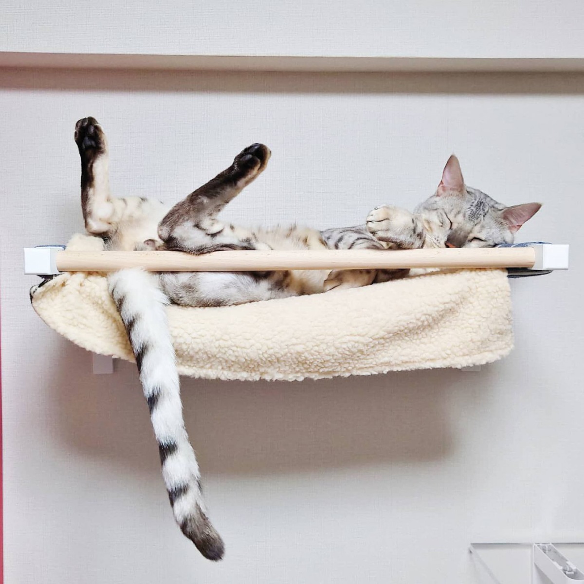 猫の『睡眠の質』を高める方法5つ