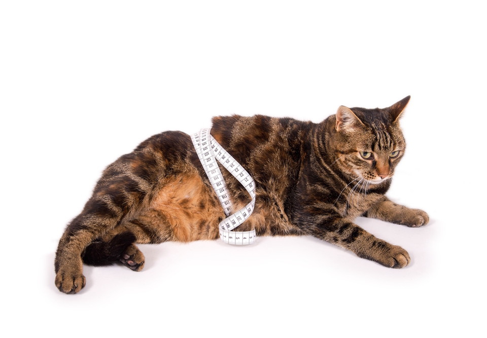 猫の体重の管理方法と肥満について