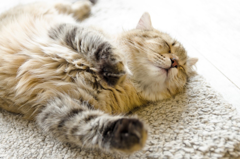 猫がいびきをかく時考えられる病気とその症状