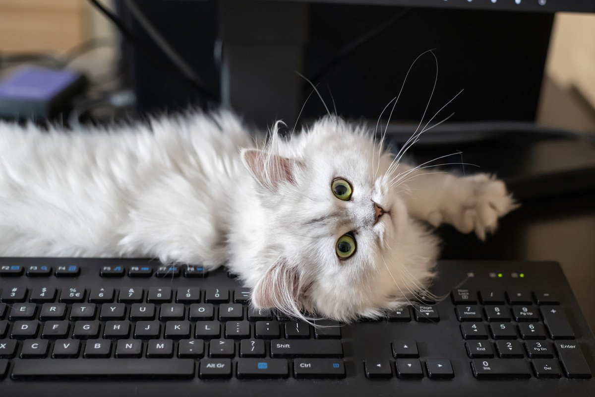 猫が『パソコン』の上に乗るのはなぜ？5つの心理