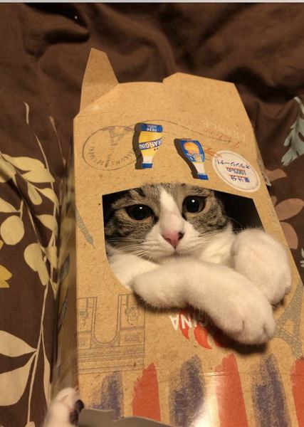 【小さすぎ！】猫がピタピタな箱を好む理由３つ