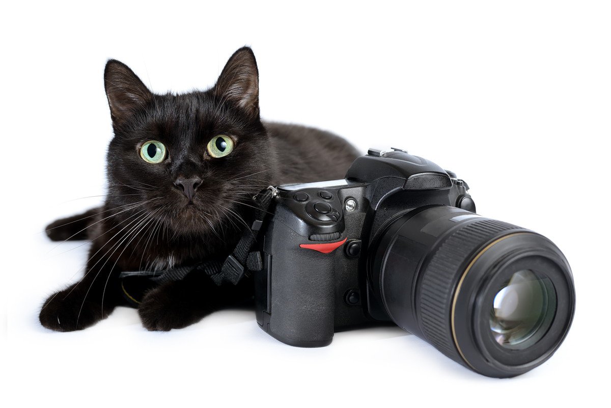 愛猫の「特別な1枚」を残すために！猫をプロカメラマンに撮ってもらう方法