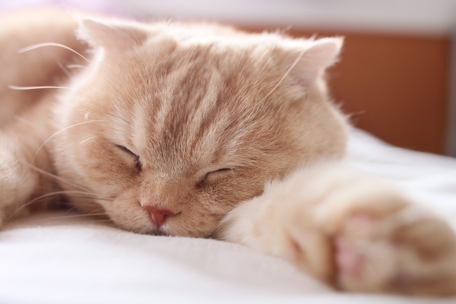 猫が咳き込む原因と可能性のある病気