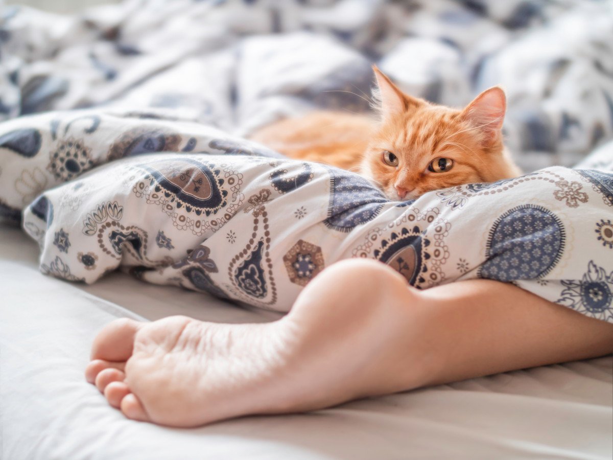 猫が『足の間で眠る』のはなぜ？4つの気持ち