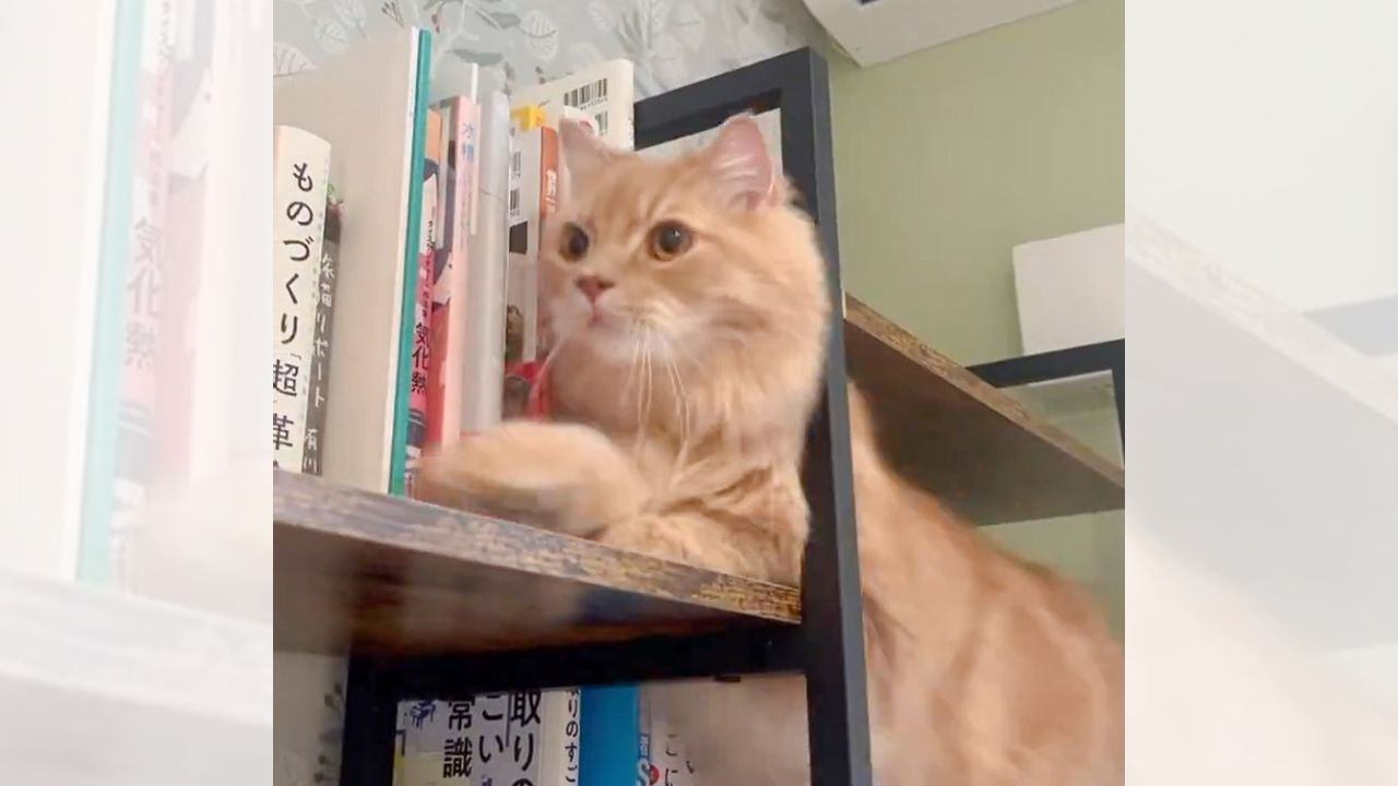 猫が「本棚の隙間」を通ろうとした結果…まさかの『お尻』で起きた悲劇が可愛すぎると130万表示「5億回見た」「笑った」の声