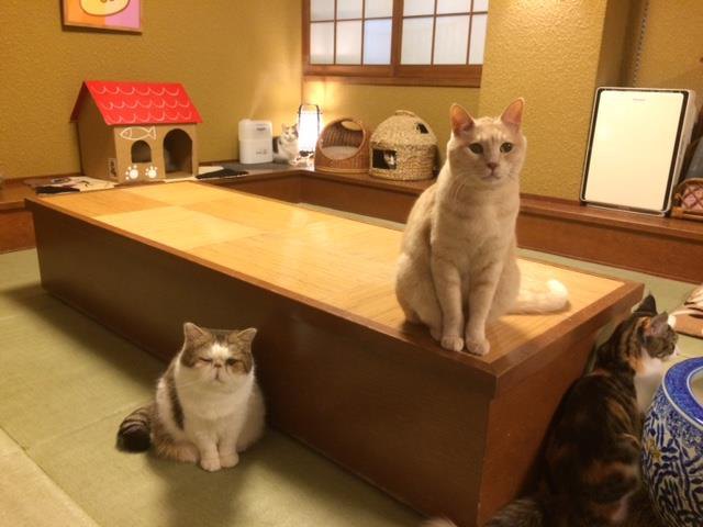 「猫の時間 北本店」日本初の猫カフェ♡その魅力をご紹介