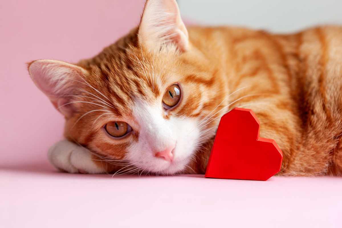 『沢山愛されている猫』の特徴4つ♪愛情を上手く伝えるにはどうしたらいいの？