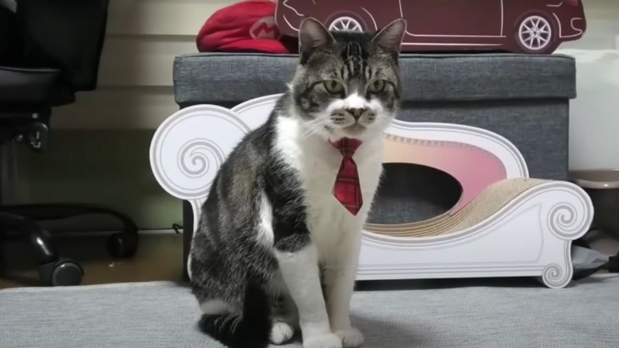イケメン猫ちゃん、ネクタイをしめてリモートワーク？