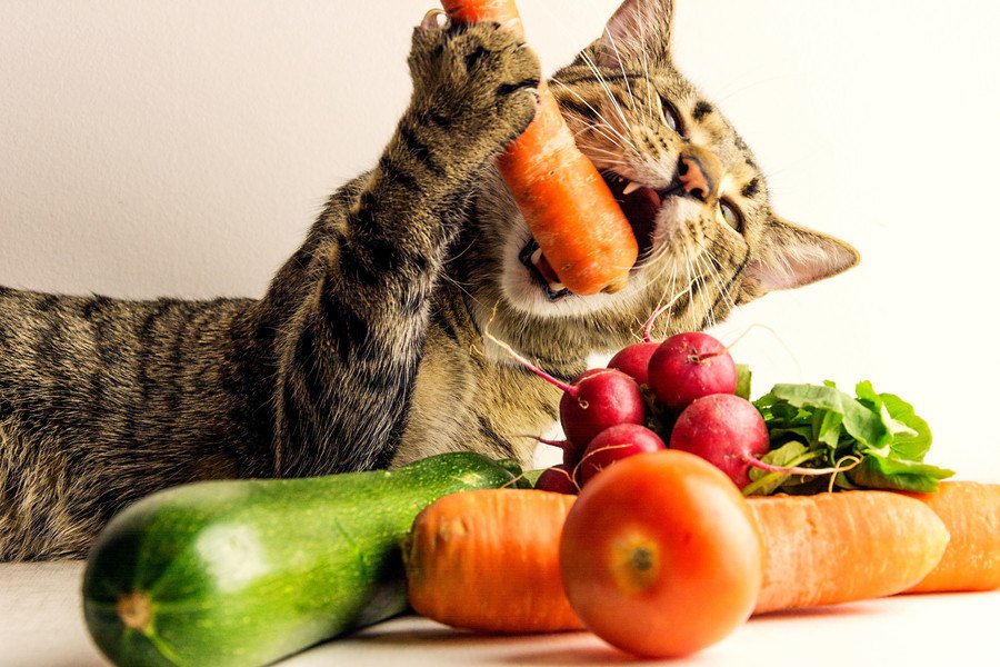 猫にとって危険な『野菜』6選