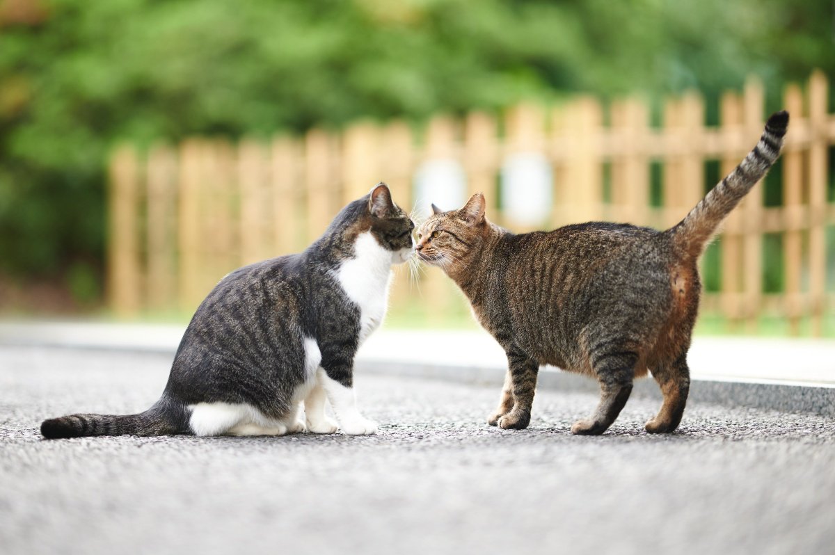 参考になる『猫同士のコミュニケーション』方法3選！人も真似をすると仲良くなれるかも？