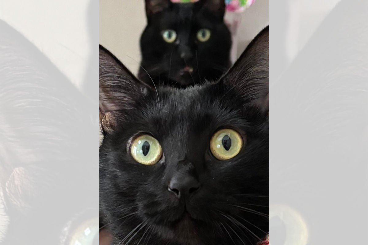 「黒猫の後ろに黒猫！」可愛さ溢れる写真がSNSの猫好きたちの間で話題に♪