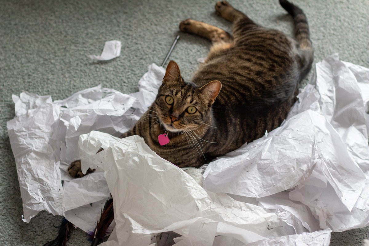 猫が部屋を散らかして困る…考えられる3つの原因