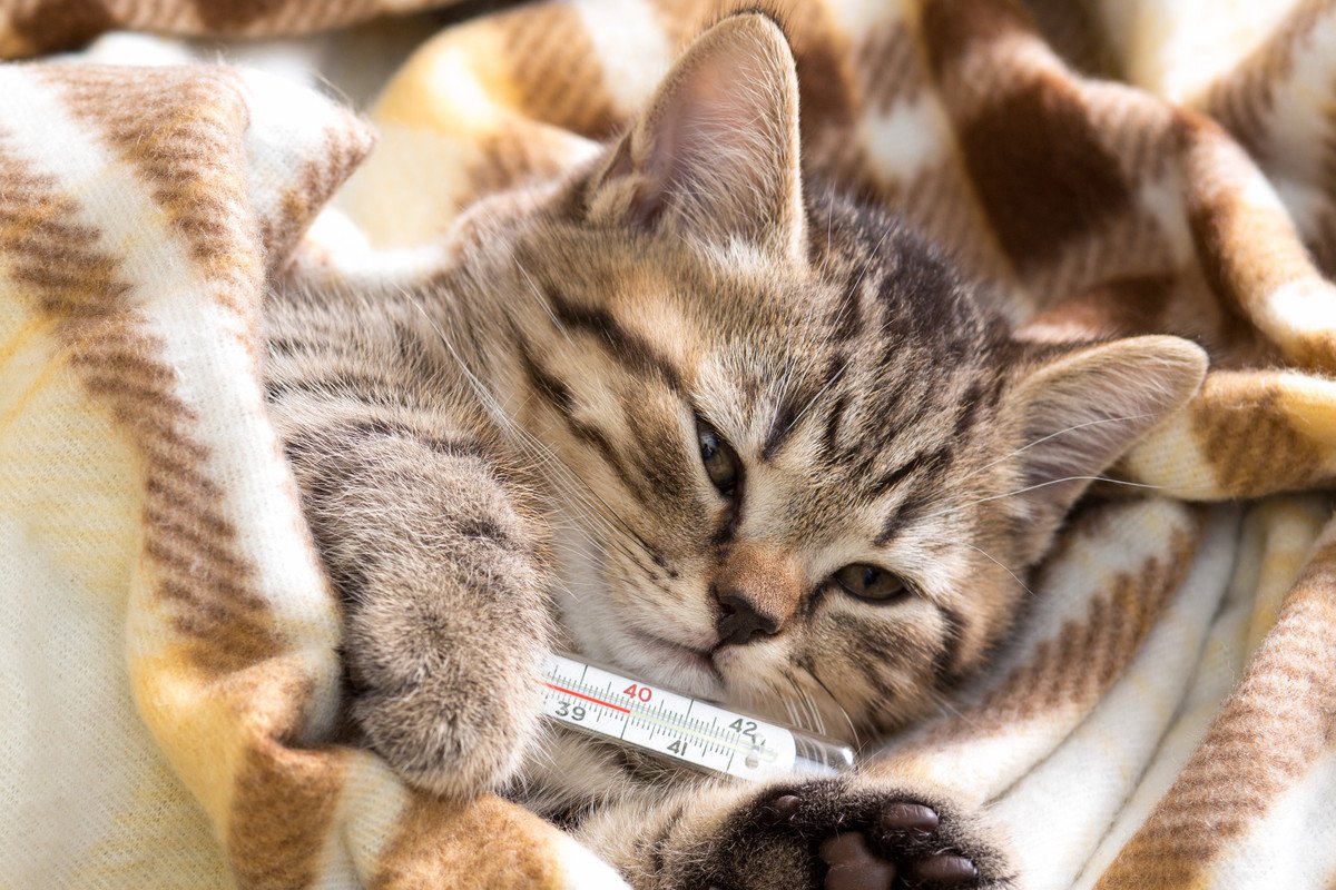 『猫風邪』の症状4つ！特効薬や治療する方法は？