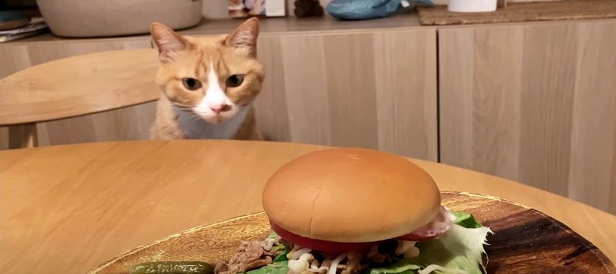 ハンバーガーをガン見する元保護猫。まん丸おめめで食事を見守る姿がかわいすぎる♡