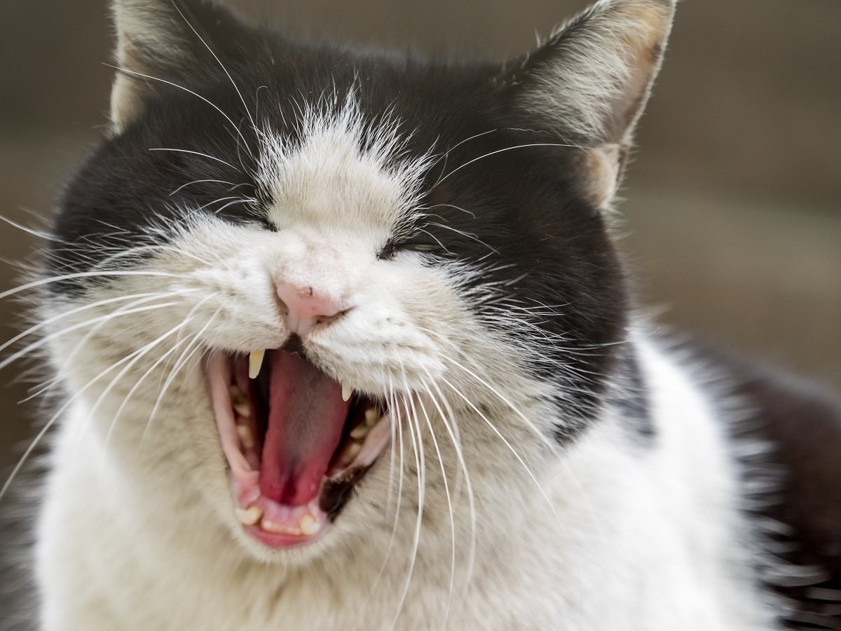 猫が普段よりたくさん鳴くときに考えられる理由５つ