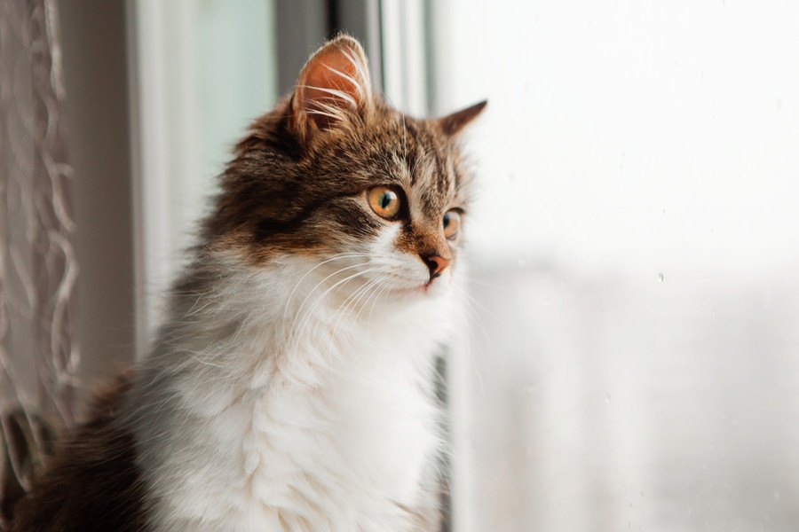 猫の致死率ほぼ100%の『猫伝染性腹膜炎（FIP）』とは？原因や症状などを徹底解説