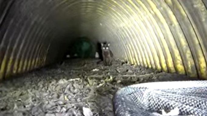 花火に驚いた猫が排水溝に落下…地中に潜る救出作業の行方は？