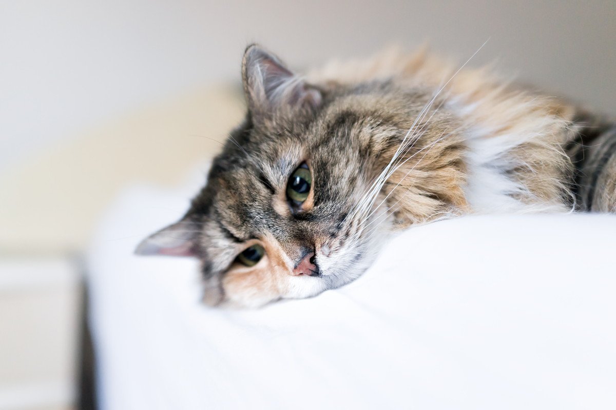 猫が『うつ病』になったら…5つの初期症状とその時飼い主がすべき行動