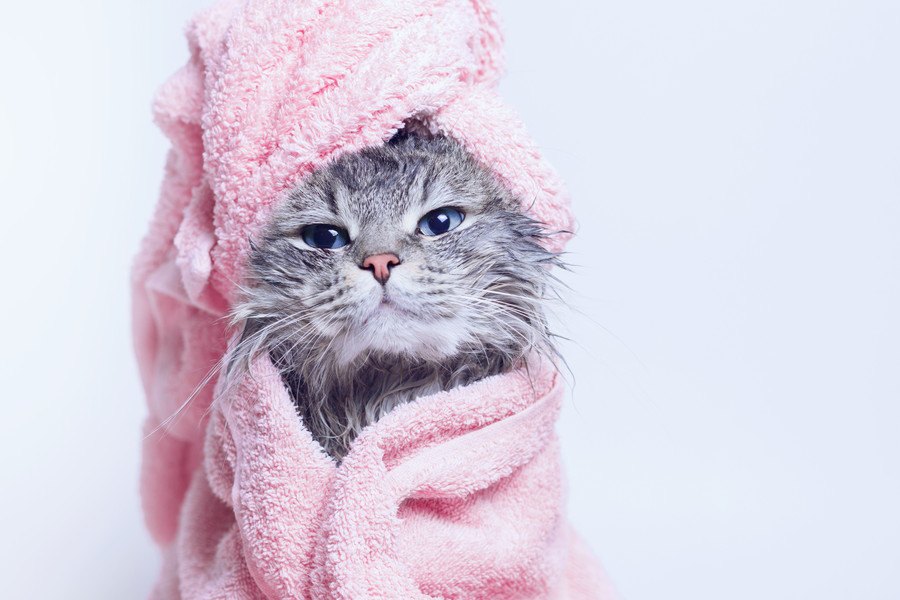 猫がいるお家の『湿気対策』5つ！ジメジメの季節に起こりやすい湿気トラブルとは？