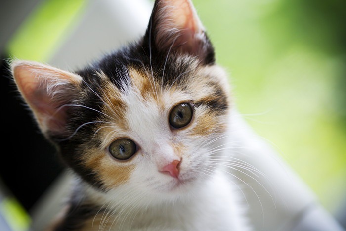 猫の目の色がカラフルな理由とその種類