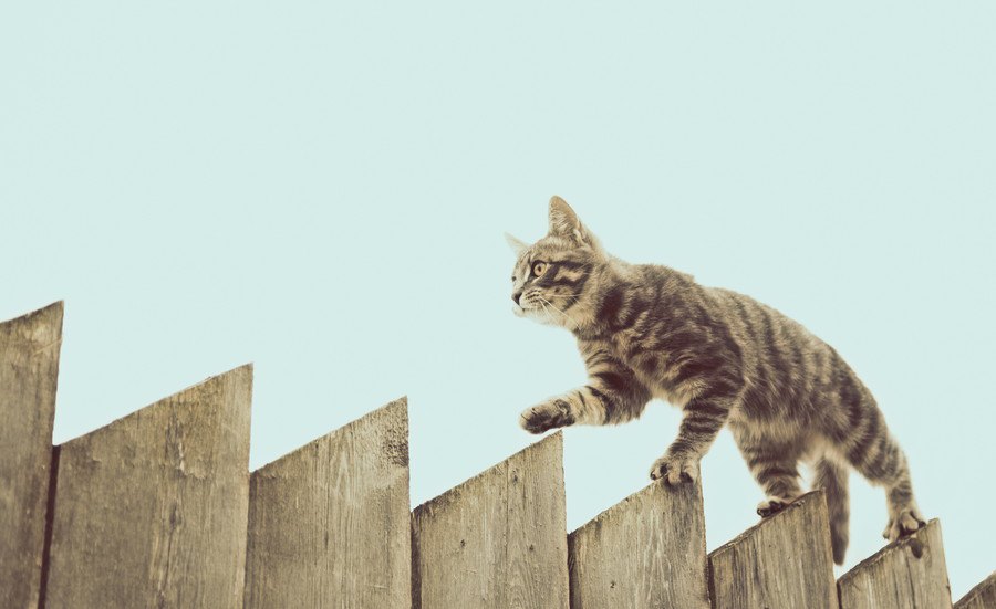 猫のバランス感覚に関する不思議５つ