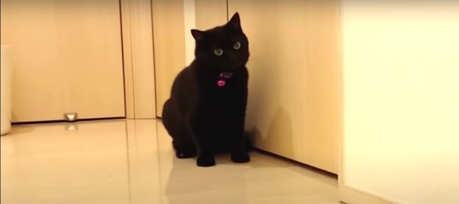 ドアを開けてニャ〜！おやすみ前の可愛い黒猫さん♪