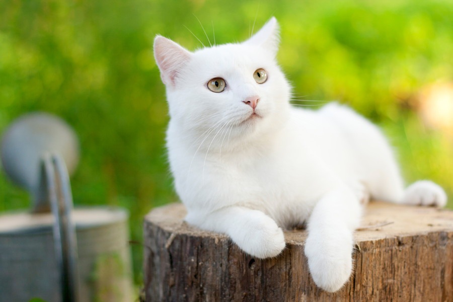 白猫の子猫の特徴と迎え入れる2つの方法