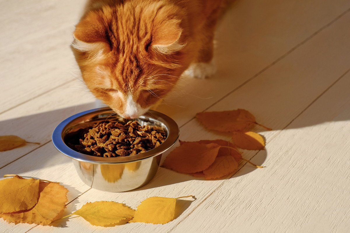 猫が『秋』になると食欲が増す理由3つ　ご飯の与え方には要注意