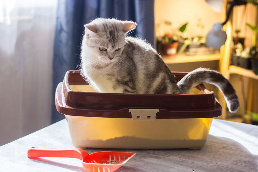 猫のトイレにできる6つの湿気対策