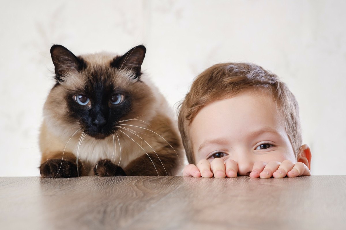 猫に『懐かれる人・懐かれない人』の違いは？3つのポイントを解説