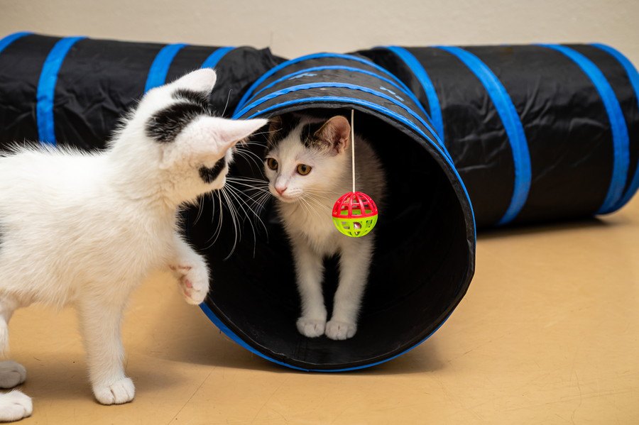 猫が『トンネルおもちゃ』を喜ぶ理由３つ！簡単DIYレシピを紹介♡