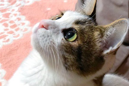 猫が飼い主の『顔色を伺っている時』に見せる４つの行動