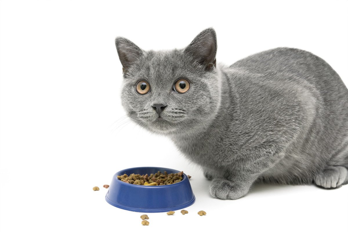 『食べ方がヘタな猫』の原因4つ　うまく食事をサポートしてあげるためのアイデアも