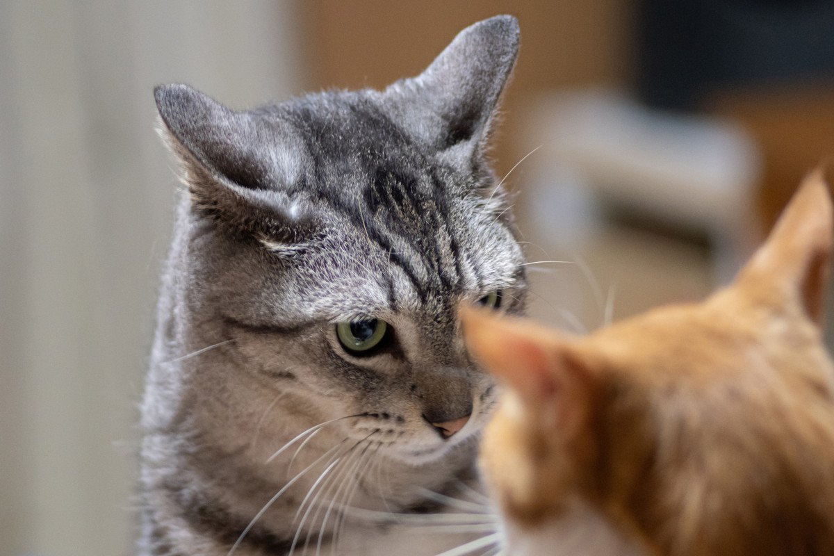知っているようで知らない猫の「縄張り」の話　範囲を知る方法や守るために見せる猫の行動を紹介