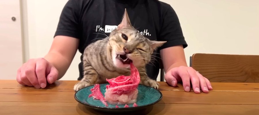 7歳の誕生日をお祝い！お手製の肉ケーキをむしゃむしゃ食べる猫さんにご注目♡
