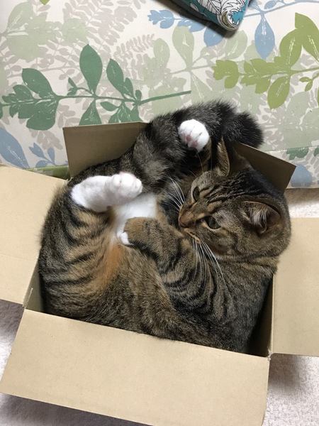 なぜ？猫が箱に入りたがる5つの理由