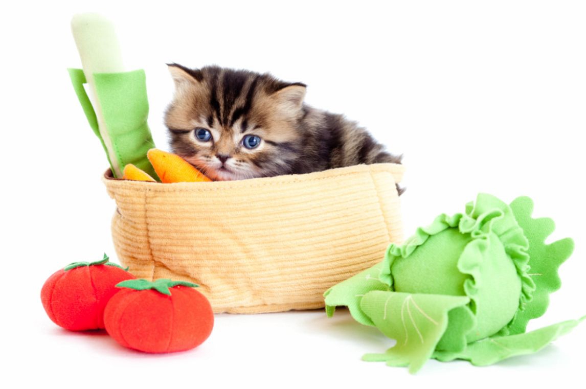 猫はキャベツを食べる必要がある？与え方や注意する事