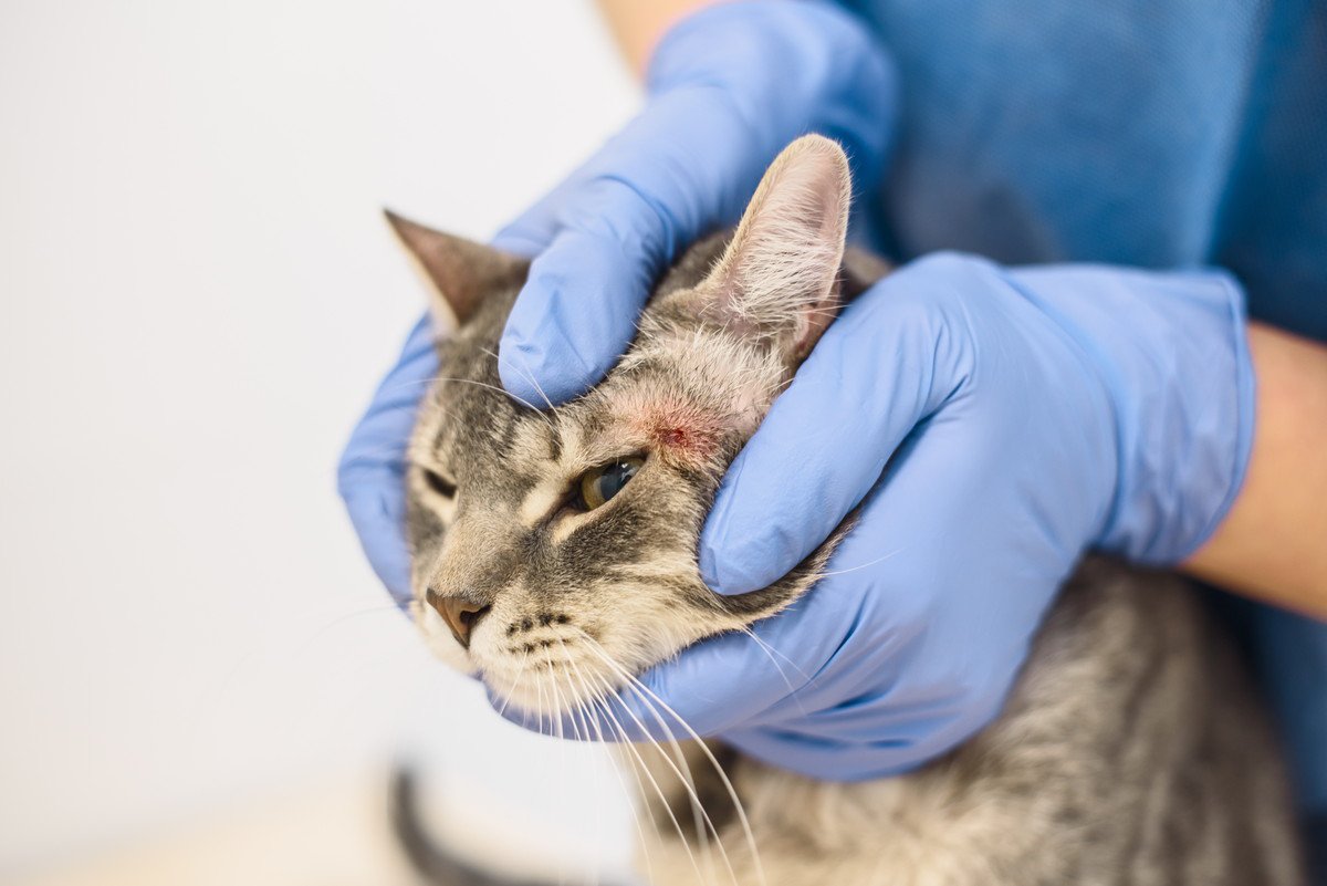 猫からうつる厄介な皮膚病『疥癬』原因や症状、治療法を解説