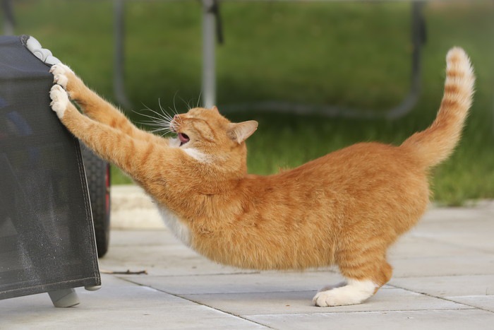猫がストレッチをする時の5つの意味
