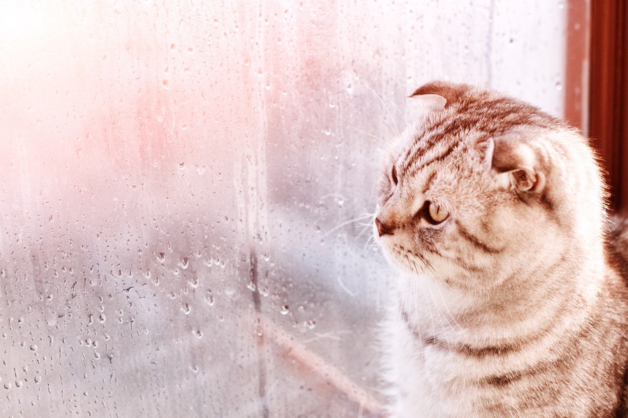 梅雨の時期の猫のトラブルとそれを乗り切る方法